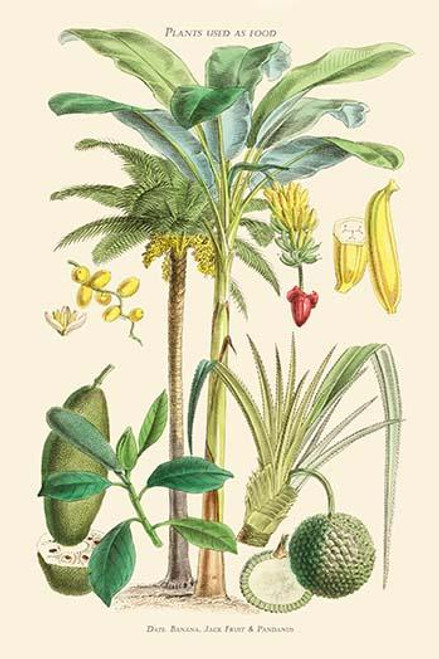 Plants used as food. Date, Banana, Jack Fruit, Pandanus