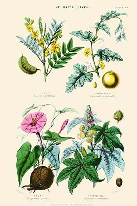 Medicinal Plants. Senna, Colocynth, Jalap, Castor Oil