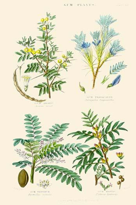 Gum Plants. Gum Arabic, Tragacanth, Olibanum, Mastic
