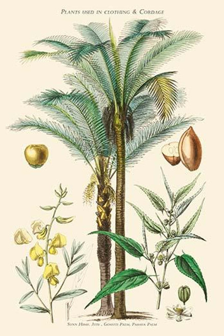 Plants Used in Clothing and Cordage. Gomuti Palm, Piassava Palm, Sunn Hemp, Jute