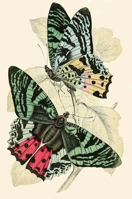European Butterflies & Moths  (Plate 153)