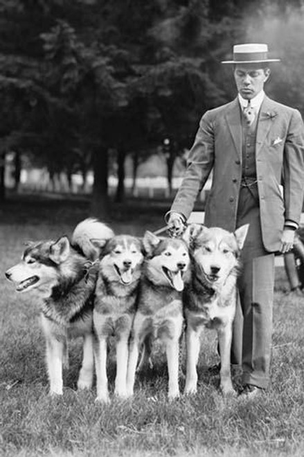 Four Eskimo Dogs at the Mineola Dog Show