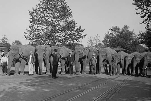 Parade of Elephants on City Street lined up side by side with Policeman giving them a sign to proceed.