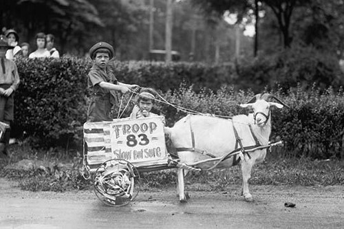 Goat Pulls Young Boys Cart in the Tacoma Festival