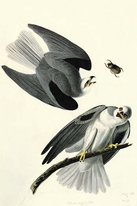 White Tailed Kite