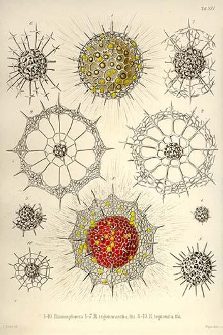 Rhizosphaera, R. Trigonacantha, R. Leptomita