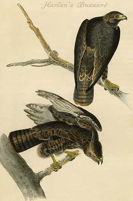 Harlan's Buzzard