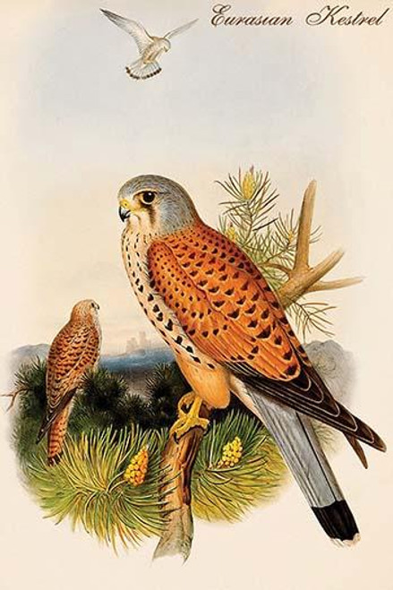 Eurasian Kestrel