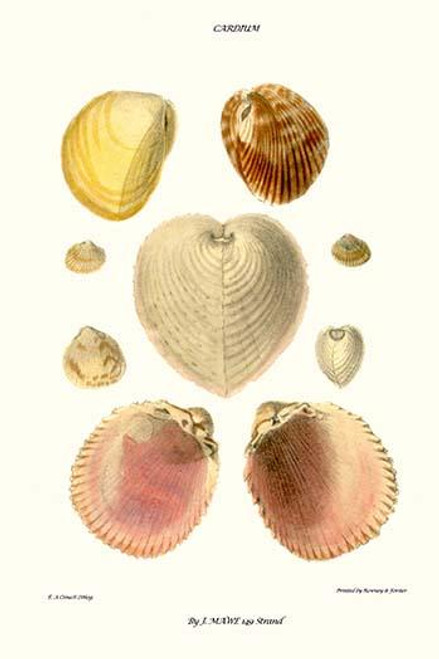 cockle shells