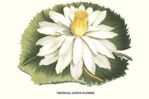 Tropical Lotus Flower