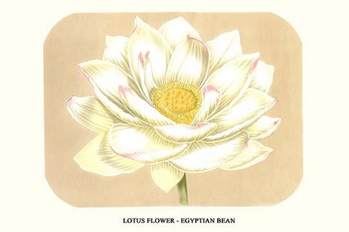 Lotus flower - Egyptian Bean