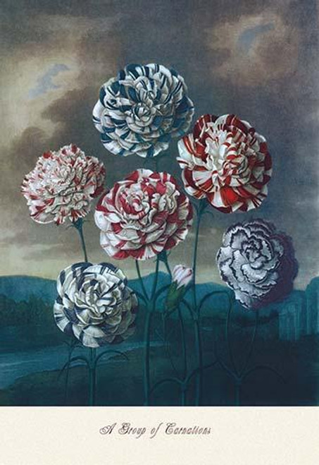 A Group of Carnations