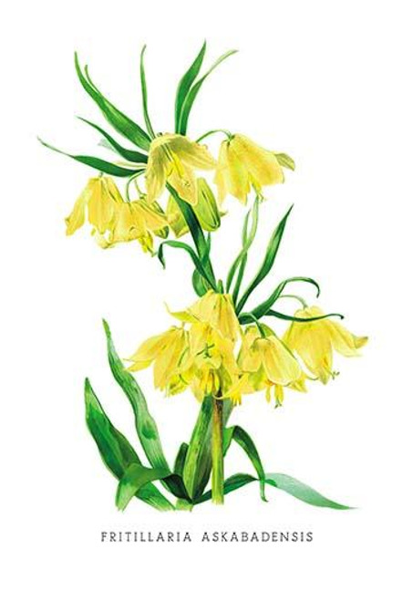 Fritillaria Askabadensis