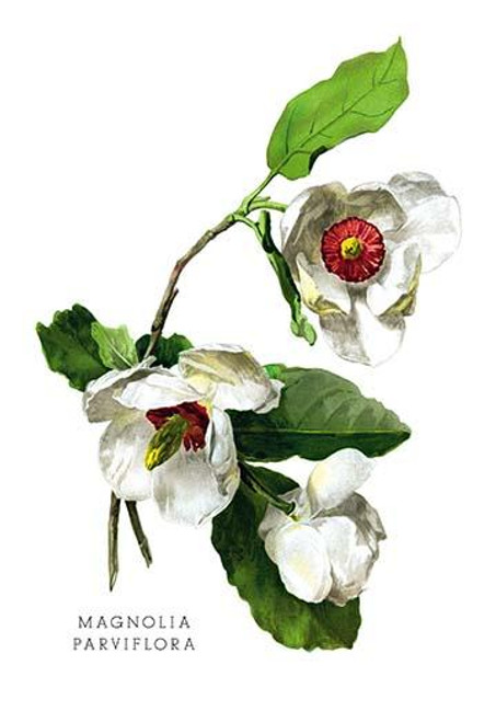 Magnolia Parviflora