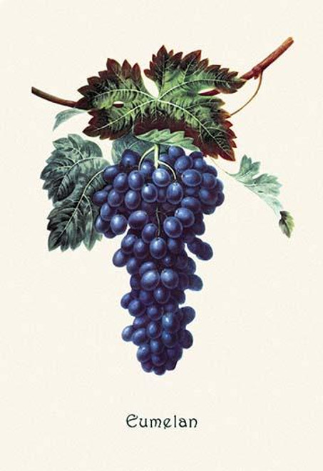 Eumelan Grapes