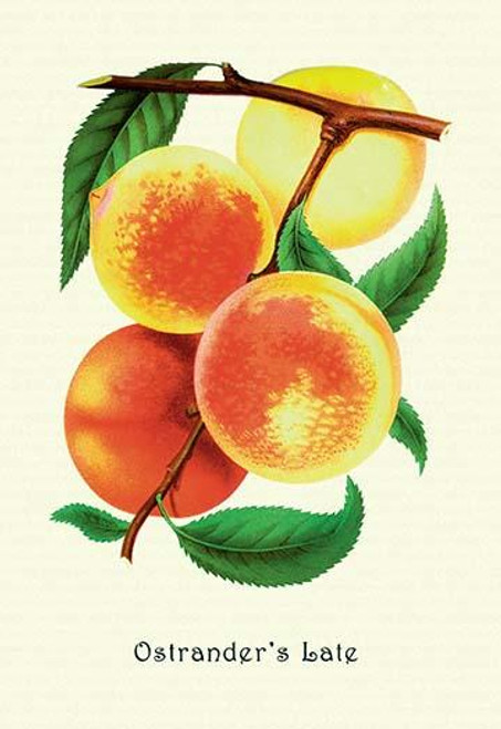 Ostrander's Late Peaches