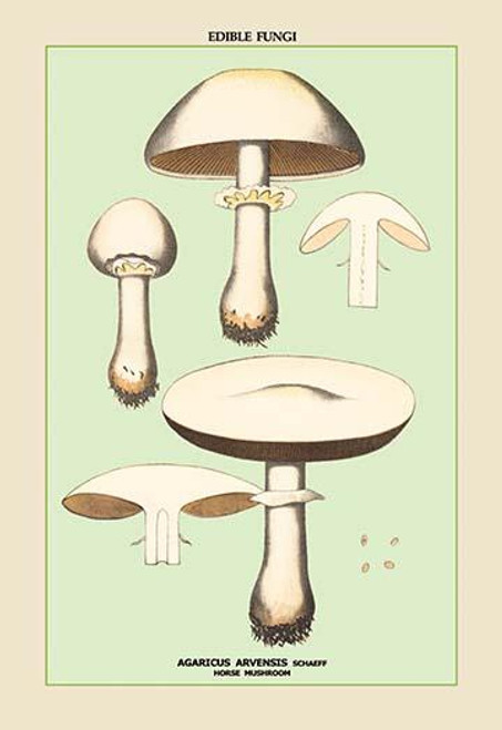 Edible Fungi: Horse Mushroom