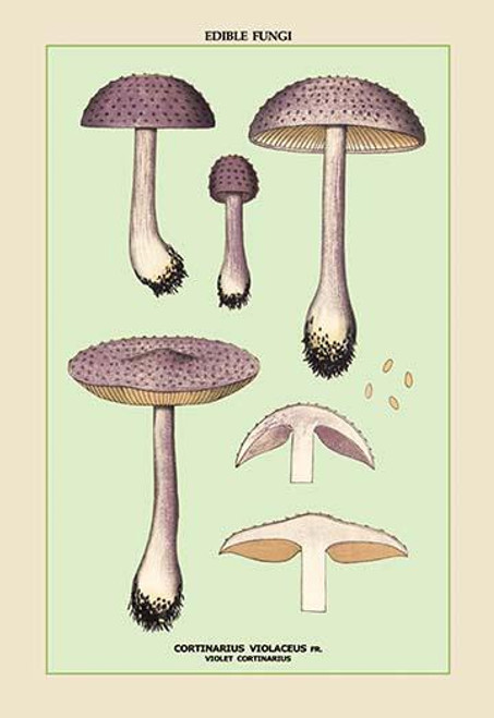 Edible Fungi: Violet Cortinarius