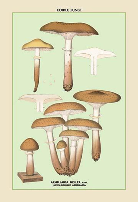 Edible Fungi: Honey-Colored Armillaria