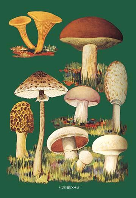 Mushrooms #1