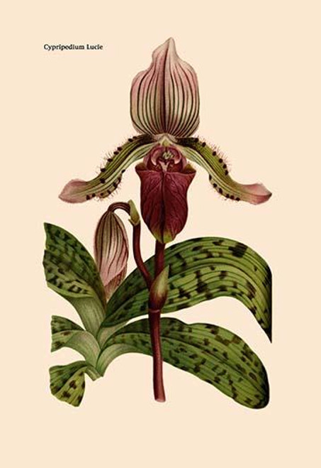 Orchid: Cypripedium Lucie