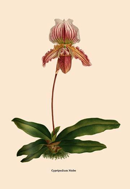 Orchid: Cypripedium Niobe