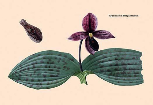 Orchid: Cypripedium Margaritaceum