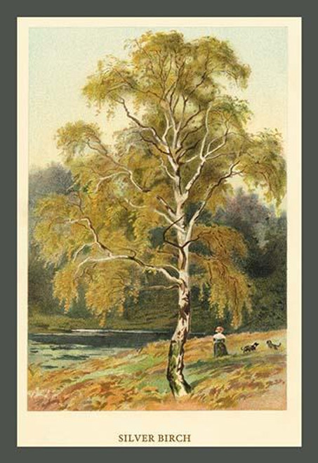 Silver Birch