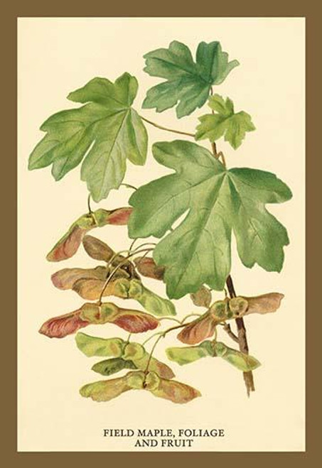 Field Maple, Foliage, and Fruit