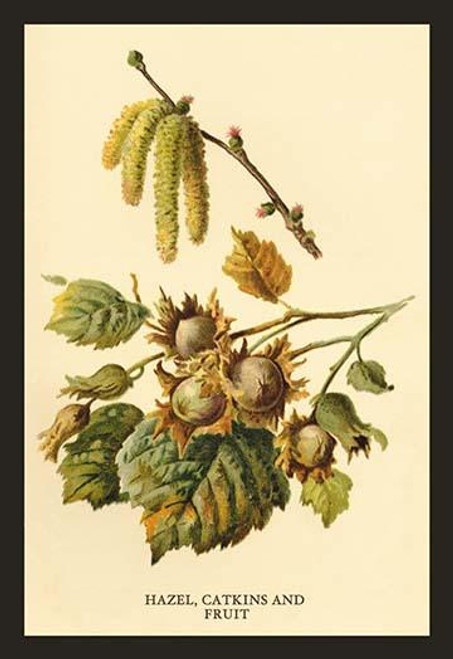 Hazel, Catkins and Fruit