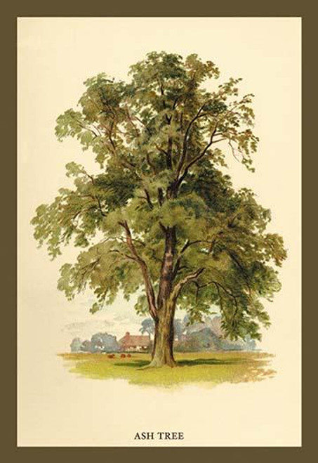 Ash Tree