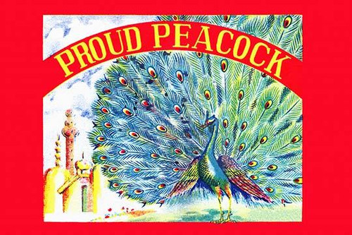 Proud Peacock