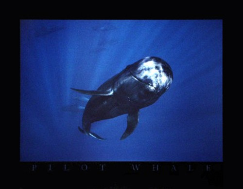 Pilot Whale Poster