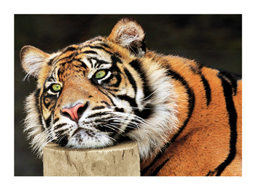 Lazy Tiger Poster