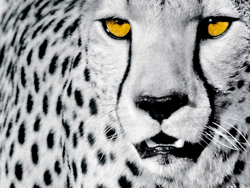 White Cheetah1 Poster