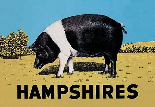 Hampshires