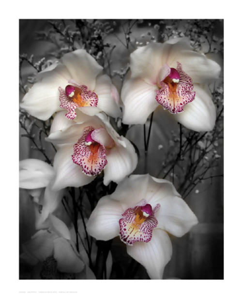 Cymbidium Orchid White Poster