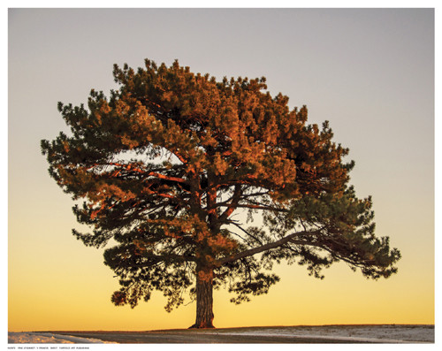 Pine at Sunset Poster