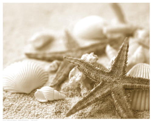 Starfish and Seashells Poster