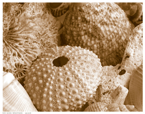 Sea Urchins Poster