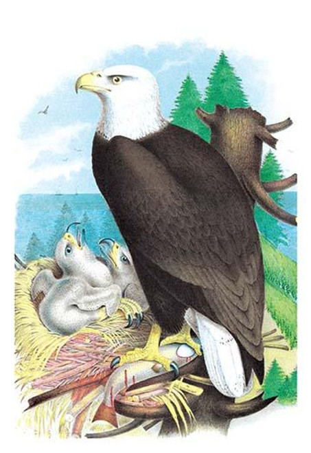 The Bald Eagle (White-Headed Eagle)