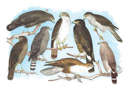 Coopers, Grubers, Harlan and Harris Buzzards, and Chicken Hawk