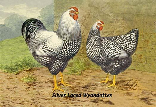 Silver Laced Wyandottes