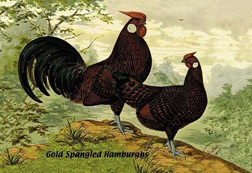 Gold Spangled Hamburghs