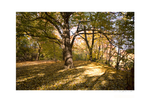 Central Park Tree Poster