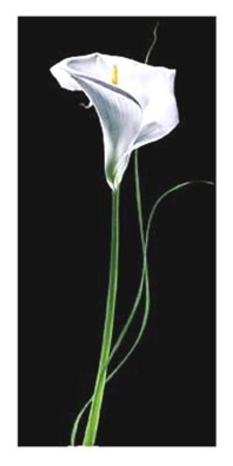 Calla Lily Poster