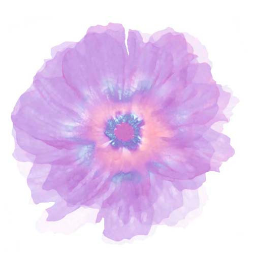 Fleur Violette Poster
