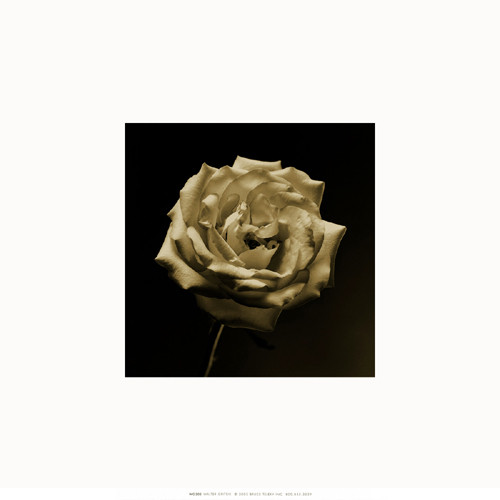 Flower Series III Poster