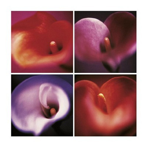 Four Calla Lilies Poster