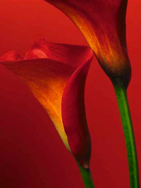 Red Calla Lilies Poster